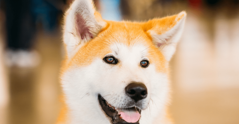 Satılık Akita Fiyatları