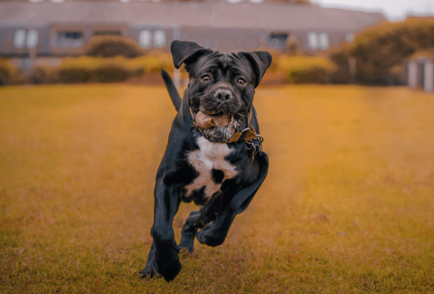 Satılık Cane Corso Fiyatları