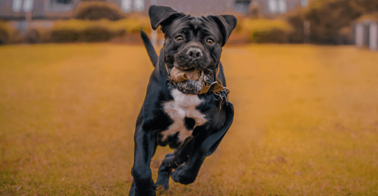 Satılık Cane Corso Fiyatları