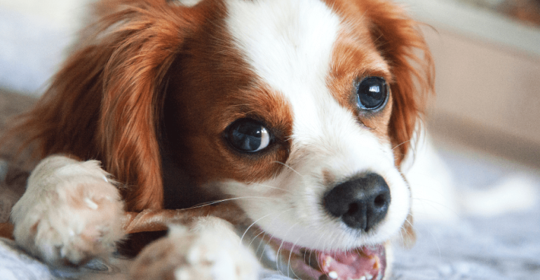 Satılık Cavalier King Charles Fiyatları