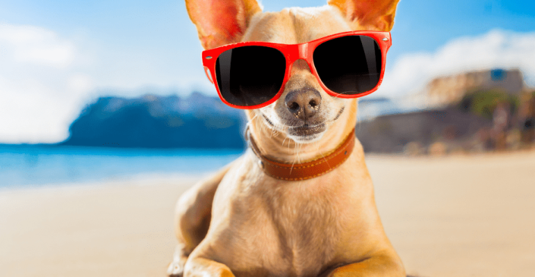 Satılık Chihuahua Fiyatları