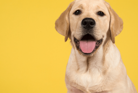 Satılık Labrador Fiyatları