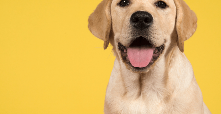 Satılık Labrador Fiyatları