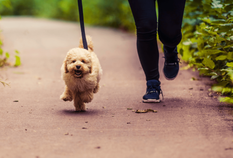 Satılık Maltipoo Fiyatları
