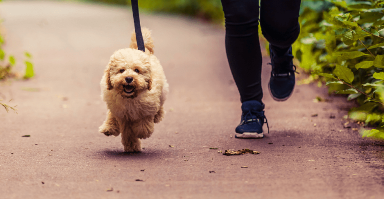 Satılık Maltipoo Fiyatları