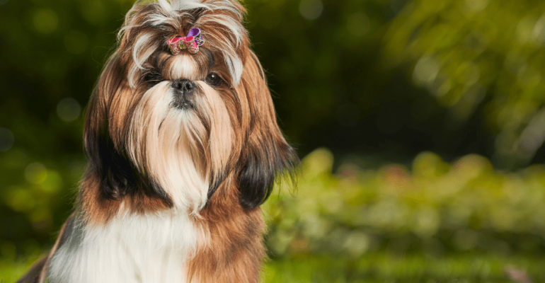 Satılık Shih Tzu Fiyatları