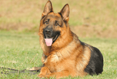 satılık alman kurdu fiyatları
