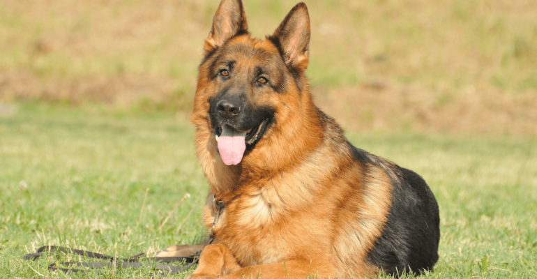 satılık alman kurdu fiyatları