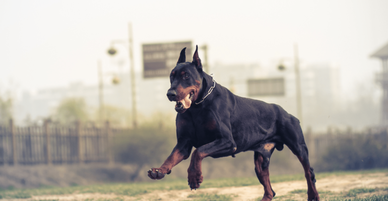 satılık doberman fiyatları