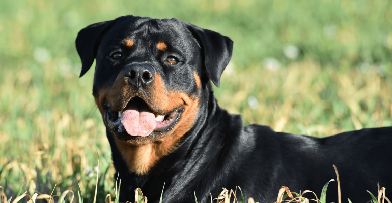 satılık rottweiler fiyatları