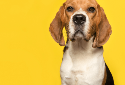 Beagle