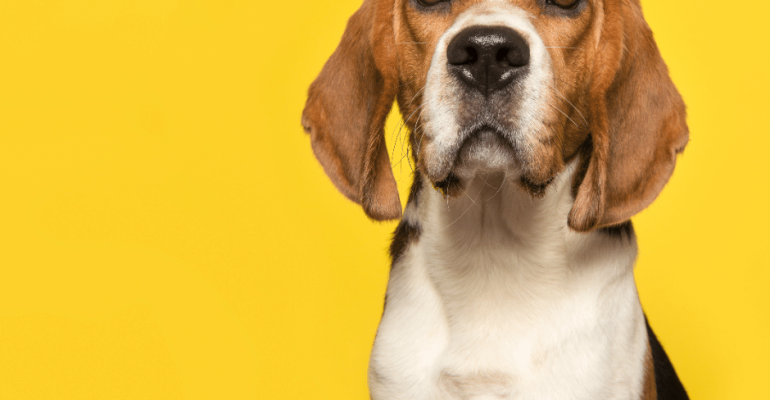Beagle