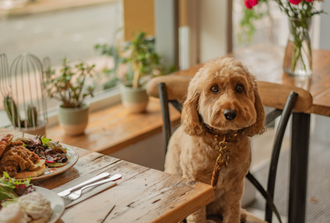 Cavapoo