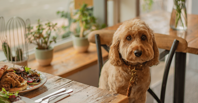 Cavapoo