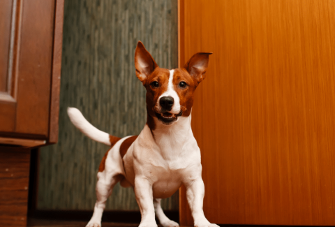 Jack Russell