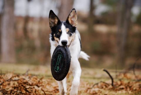 Köpek Eğitimi Evcil Dostunuzla Harmoni İçinde Yaşamak İçin İpuçları