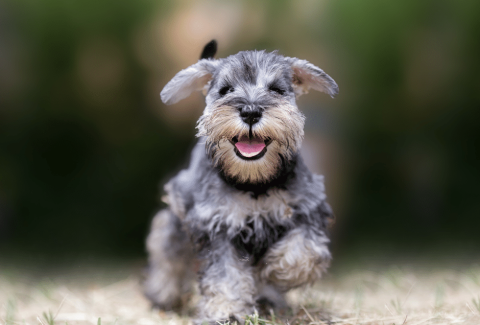 Schnauzer