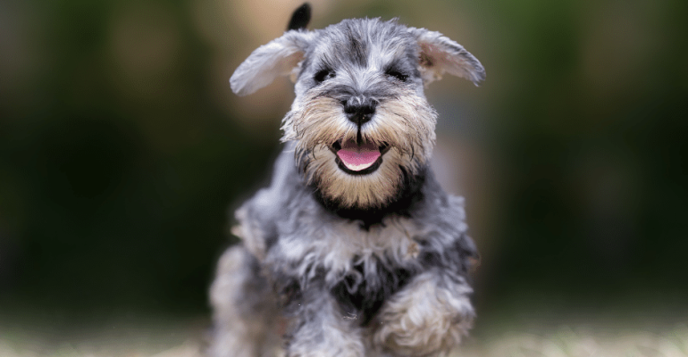 Schnauzer