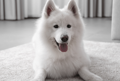 samoyed