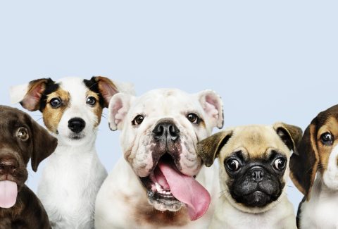 Büyümeyen Köpek Cinsleri Evde Bakılabilecek Küçük ve Sevimli Dostlar