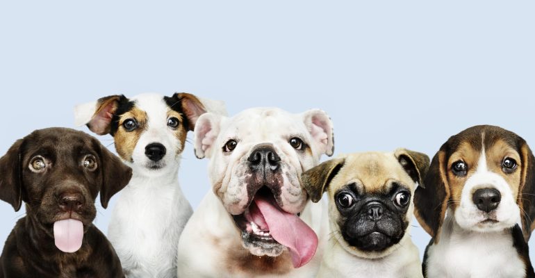 Büyümeyen Köpek Cinsleri Evde Bakılabilecek Küçük ve Sevimli Dostlar