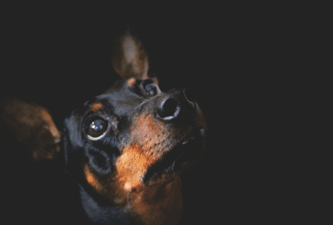 Labaratuvarda Üretilen Köpek Cinsleri