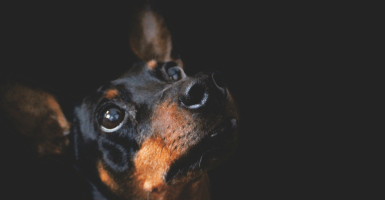 Labaratuvarda Üretilen Köpek Cinsleri