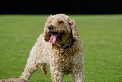 Satılık Cockapoo Yavrusu Fiyatları