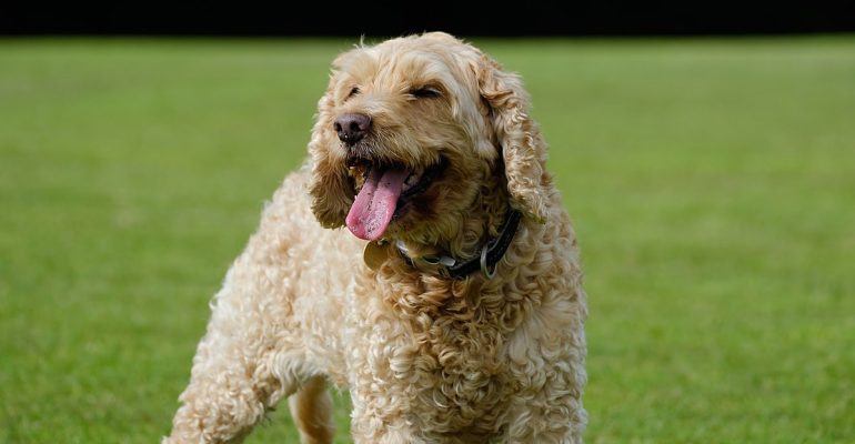 Satılık Cockapoo Yavrusu Fiyatları