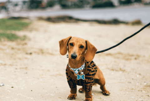 Satılık Dachshund (Sosis) Fiyatları