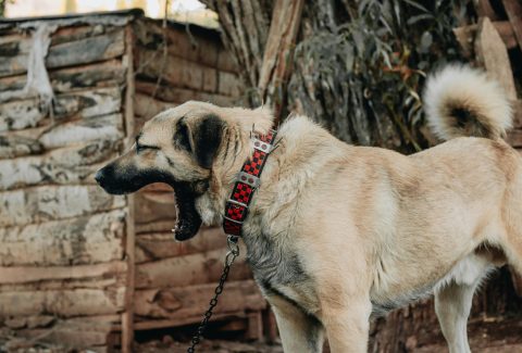 Satılık Kangal Yavrusu Fiyatları
