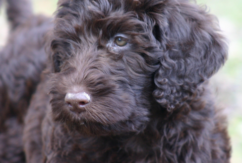Satılık Labradoodle Yavrusu Fiyatları