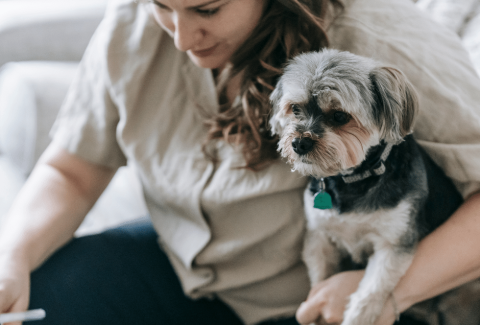 Satılık Morkie Yavrusu Fiyatları