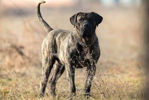 Satılık Presa Canario Yavrusu Fiyatları
