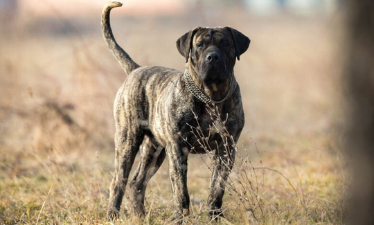 Satılık Presa Canario Yavrusu Fiyatları