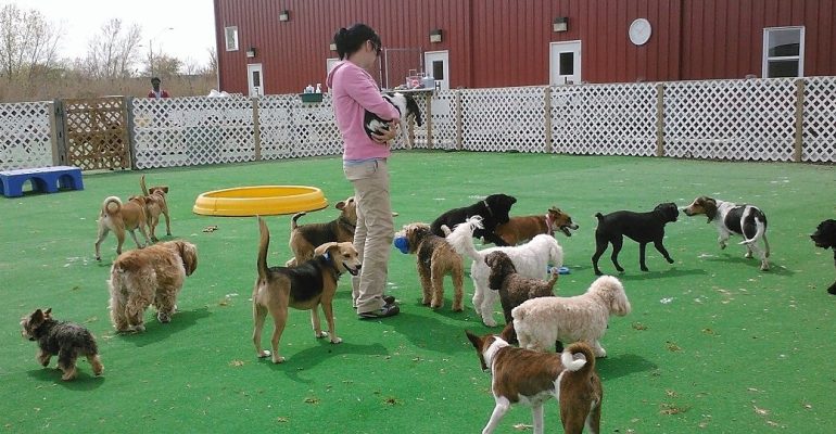 Ankara Köpek Çiftliği