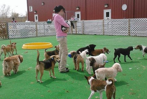 istanbul köpek çiftliği