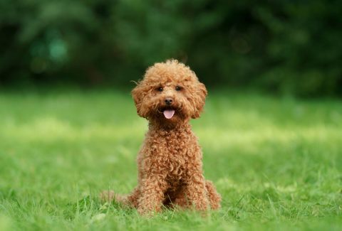 Edirne Satılık Toy Poodle Fiyatları