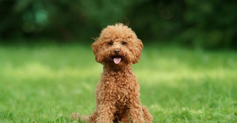 İzmir Satılık Toy Poodle Fiyatları
