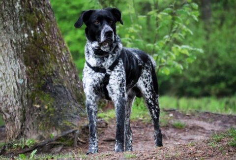 Av Köpeği Eğitimi Nasıl Verilir