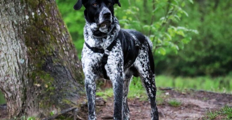 Av Köpeği Eğitimi Nasıl Verilir