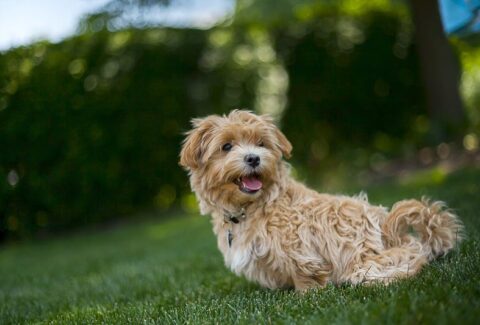 Maltipoo Eğitimi Nasıl Verilir