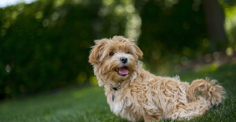 Maltipoo Eğitimi Nasıl Verilir