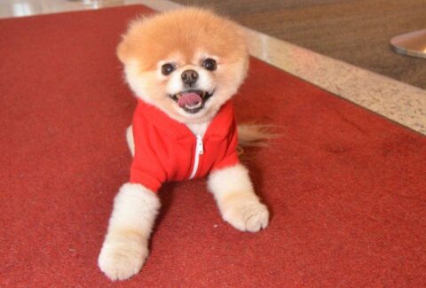 Pomeranian Boo Eğitimi Nasıl Verilir