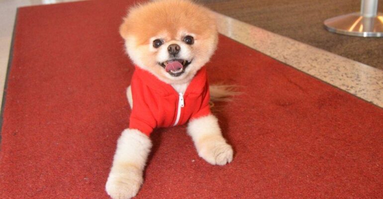 Pomeranian Boo Eğitimi Nasıl Verilir