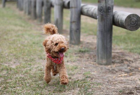 Toy Poodle Eğitimi Nasıl Verilir