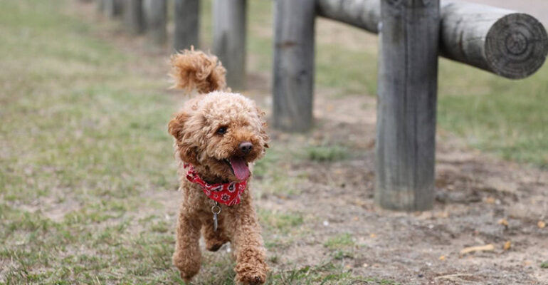 Toy Poodle Eğitimi Nasıl Verilir