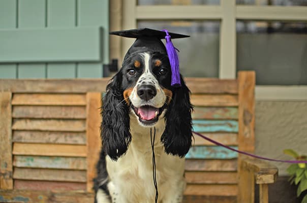 İstanbul'da En İyi Köpek Oteli Murat GÜNGÖR